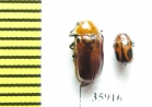 Chrysomelidae sp.  Tanzania - INSECTS-STORE.RU
