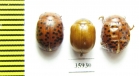 Chrysomelidae sp.  Tanzania - INSECTS-STORE.RU