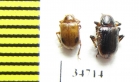 Chrysomelidae sp.  Ethiopia - INSECTS-STORE.RU
