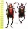 Sagra sp.  Laos - INSECTS-STORE.RU