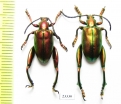 Sagra sp.  Indonesia, Flores isl. - INSECTS-STORE.RU