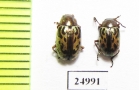 Chrysomelidae sp.  Mexico - INSECTS-STORE.RU