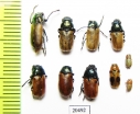 Chrysomelidae sp.  Armenia - INSECTS-STORE.RU