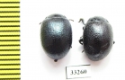 Chrysomelidae sp.  Bulgaria - INSECTS-STORE.RU