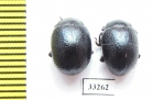 Chrysomelidae sp.  Bulgaria - INSECTS-STORE.RU