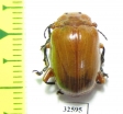 Chrysomelidae sp.  China, Guangxi prov. - INSECTS-STORE.RU