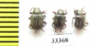 Chrysomelidae sp.  Iran, Lorestan prov. - INSECTS-STORE.RU
