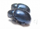 Chrysomelidae sp.  Laos - INSECTS-STORE.RU