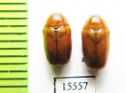 Chrysomelidae sp.  Laos - INSECTS-STORE.RU