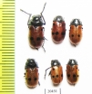 Chrysomelidae sp.  Morocco - INSECTS-STORE.RU