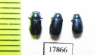 Chrysomelidae sp.  Tajikistan - INSECTS-STORE.RU
