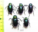 Chrysochares asiaticus  Russia, Volgograd reg. - INSECTS-STORE.RU