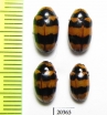 Chrysomelidae sp.  Thailand - INSECTS-STORE.RU
