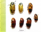 Chrysomelidae sp.  Turkey - INSECTS-STORE.RU