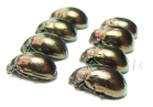 Chrysomelidae sp.  Russia, Tuva reg. - INSECTS-STORE.RU