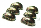 Chrysomelidae sp.  Russia, Tuva reg. - INSECTS-STORE.RU