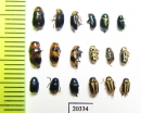 Chrysomelidae sp.  Russia, Far East - INSECTS-STORE.RU