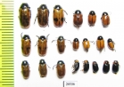 Chrysomelidae sp.  Russia, Far East - INSECTS-STORE.RU