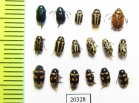 Chrysomelidae sp.  Russia, Far East - INSECTS-STORE.RU
