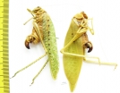 Orthoptera sp.  Malaysia, Borneo - INSECTS-STORE.RU
