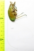 Orthoptera sp.  Panama - INSECTS-STORE.RU