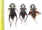 Orthoptera sp.  Thailand - INSECTS-STORE.RU