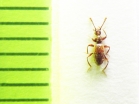 Batrisodes circassicus  Russia, Krasnodar reg. - INSECTS-STORE.RU