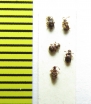Brachygluta fossulata  Belorussia - INSECTS-STORE.RU