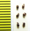 Brachygluta fossulata  Belorussia - INSECTS-STORE.RU