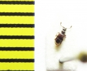 Brachygluta foveola  Russia, Crimea reg. - INSECTS-STORE.RU