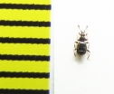Bryaxis bulbifer  Belorussia - INSECTS-STORE.RU
