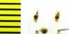 Bryaxis curtisii  Ukraina - INSECTS-STORE.RU