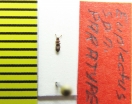 Euplectus abkhazicus  Abkhazia  PARATYPUS - INSECTS-STORE.RU