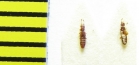 Euplectus karstenii  Belorussia - INSECTS-STORE.RU