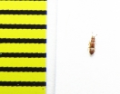 Euplectus nanus  Belorussia - INSECTS-STORE.RU
