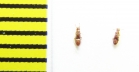 Euplectus signatus  Belorussia - INSECTS-STORE.RU