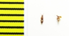 Euplectus signatus  Belorussia - INSECTS-STORE.RU