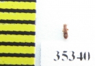Euplectus sp.  Russia, Tver reg. - INSECTS-STORE.RU