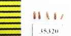 Euplectus sp.  Russia, Tver reg. - INSECTS-STORE.RU