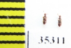 Euplectus sp., Russia, Tver reg   (myrmecophilous) - INSECTS-STORE.RU