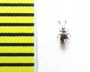 Fagniezia impressa  Belorussia - INSECTS-STORE.RU