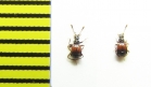 Rybaxis longicornis  Belorussia - INSECTS-STORE.RU
