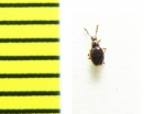 Euconnus claviger  Belorussia (myrmecophilous) - INSECTS-STORE.RU