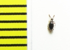 Euconnus claviger  Belorussia (myrmecophilous) - INSECTS-STORE.RU