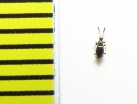 Euconnus fimetarius  Belorussia - INSECTS-STORE.RU
