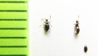 Euconnus hirticollis  Belorussia - INSECTS-STORE.RU