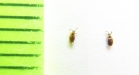 Euconnus maekleni  Belorussia - INSECTS-STORE.RU