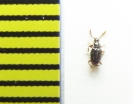 Neuraphes angulatus  Belorussia - INSECTS-STORE.RU