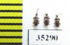 Scydmaenus tarsatus  Russia, Tver reg. - INSECTS-STORE.RU