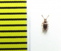 Stenichnus godarti  Belorussia - INSECTS-STORE.RU
